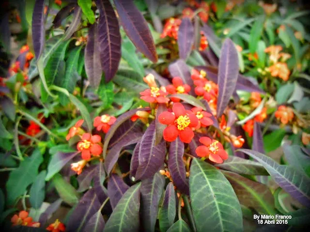 Dicas e cuidados sobre a Chiquita-bacana ou Euphorbia fulgens