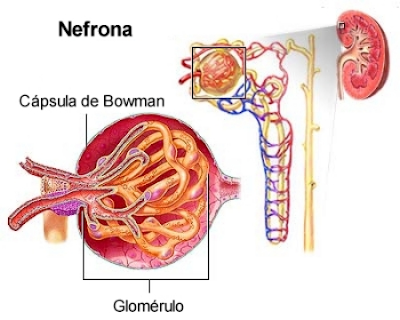 67_imagen-celula-nefrona