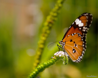 Butterfly Beautiful Wallpapers