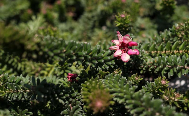 Grevillea Lanigera Flowers