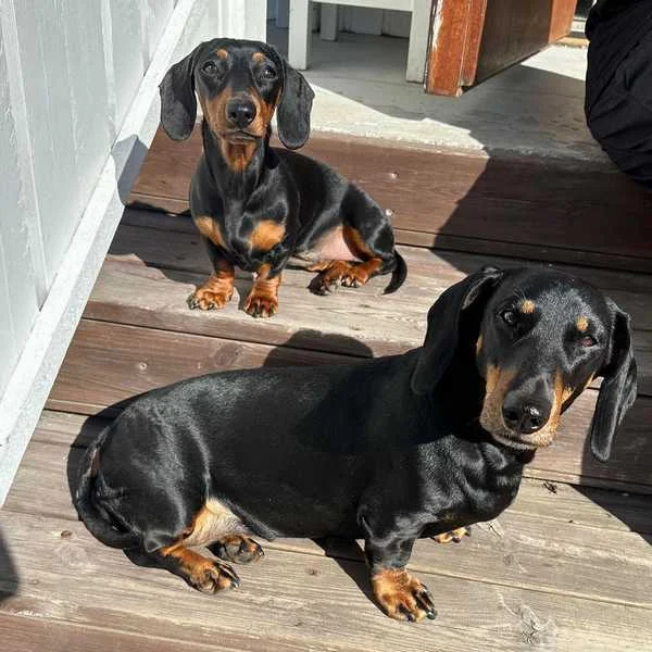 Dachshunds brothers