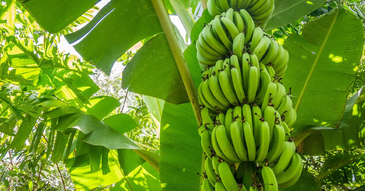 Vietnam green cavendish banana