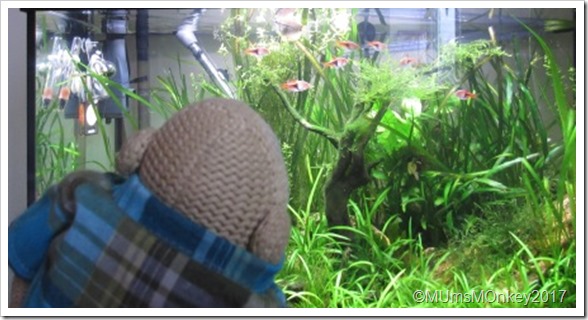 toms fish tank
