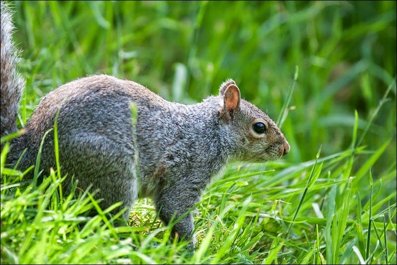 Grey Squirrel