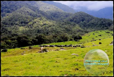 Desa Dairy Farm, Kundasang