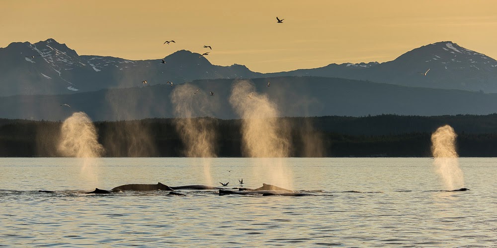 http://www.rudolf-hug.ch/content/fotogalerie/Travel/Alaska%202014%20Whale%20watching/index.html