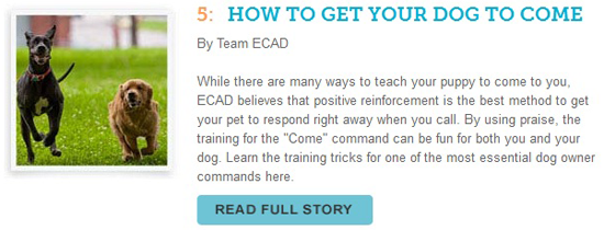 http://cesarswaytraining.blogspot.com/2014/08/how-to-get-your-dog-to-come.html