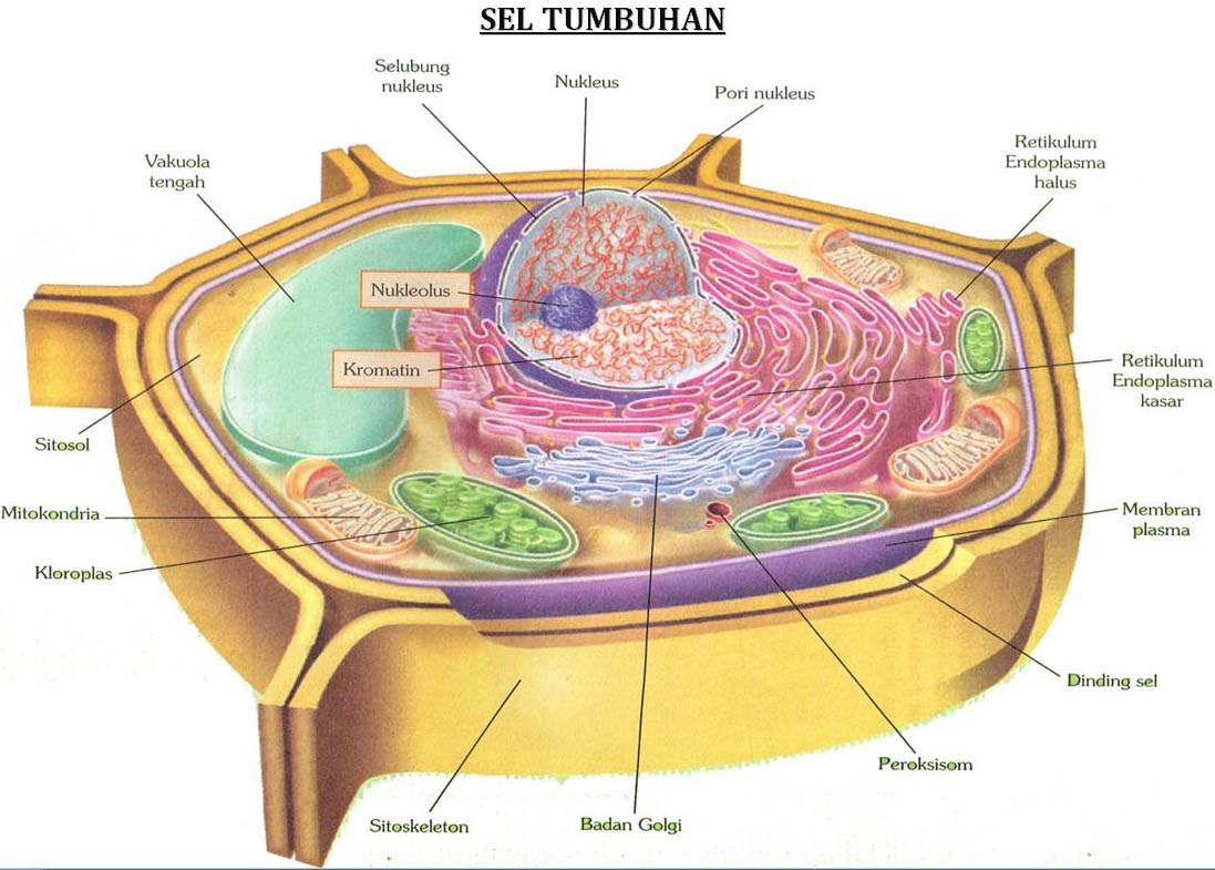 ADEX SH E Sel  Hewan  Dan  Sel  Tumbuhan 