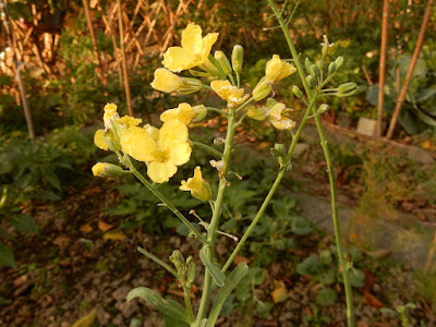 芥藍菜的花序