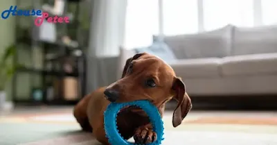 Chew Toys