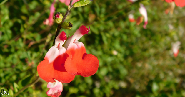 チェリーセージ  Cherry sage (サルビア・ミクロフィラ) Salvia microphylla