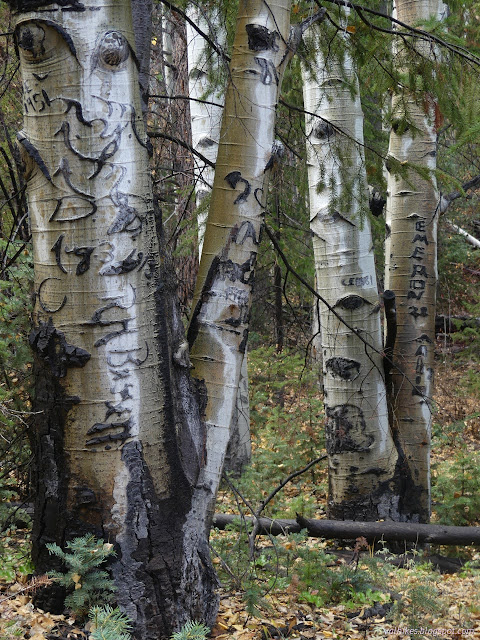 035: aspens carved