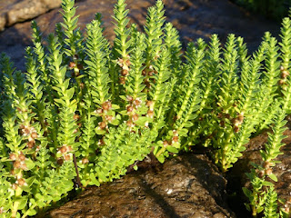 Glaux maritime - Lysimachia maritima - Glaux maritima - Glauce maritime