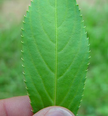 AKU DAN INTERNET KISAHNYA: POKOK KEEMBONG