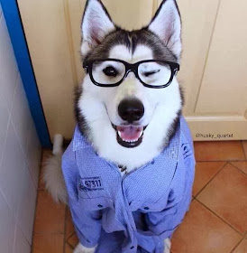 Cute dogs (50 pics), dog pictures, cute husky wears glasses and shirt