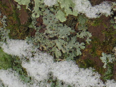 lichen