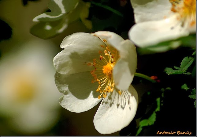 4 DSC_7095x1