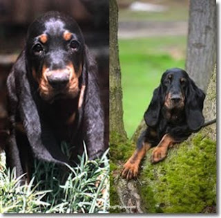 Black and Tan Coonhound Dog 