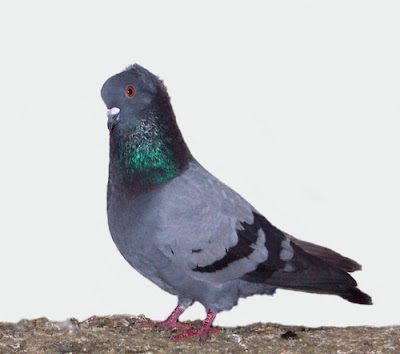 Anatolian Ringbeater Pigeon