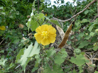 Abutilon indicum - Abutilon indien