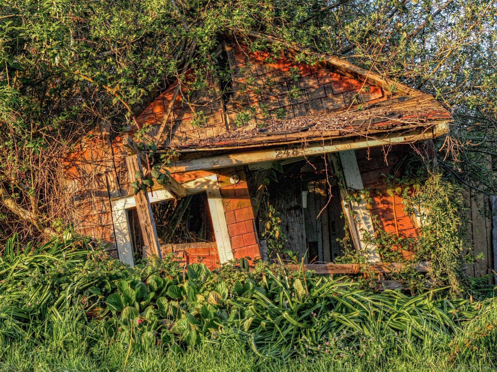 Overgrown dilapidated house