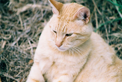 Face portrait of Orange Midtail Cat