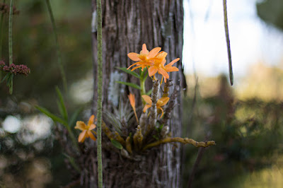 Dendrobium Stardust orchid hybrid care and culture