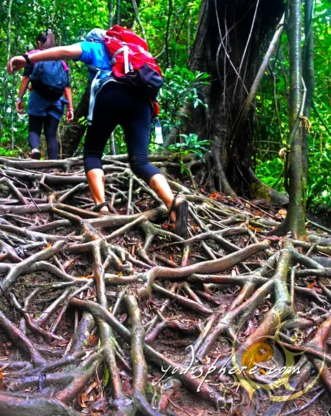 Tangled roots going up Mt. Pico de Loro makes the trail exciting hover_share