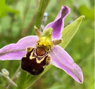 Пчелиная орхидея