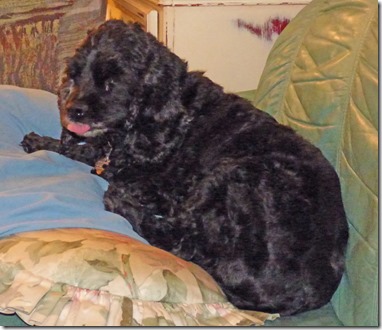 Bubba before grooming