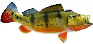 jenis ikan peacock bass