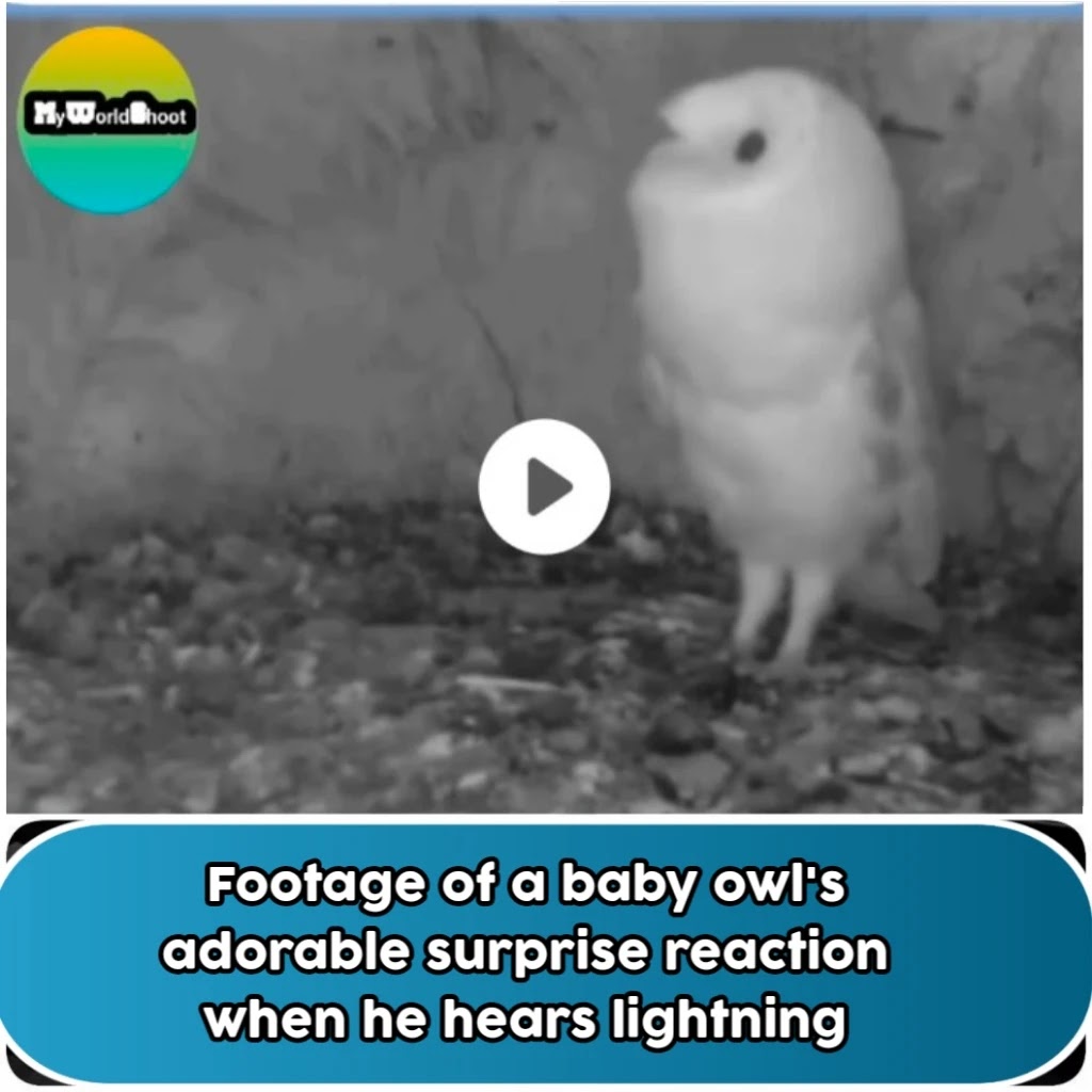 Footage of a baby owl's adorable surprise reaction when he hears lightning