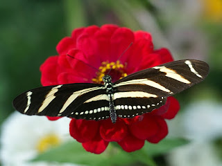 Heliconius charithonia