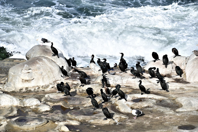 Pacific Coast Highway (2)