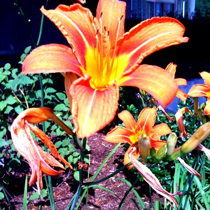 Lilly