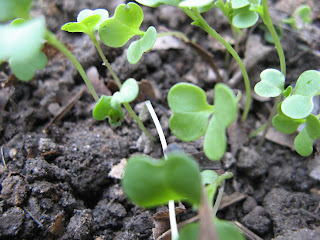 broccoli raab