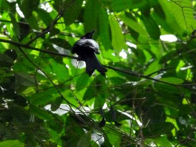 Greater racket-tailed drongo (Dicrurus paradiseus)