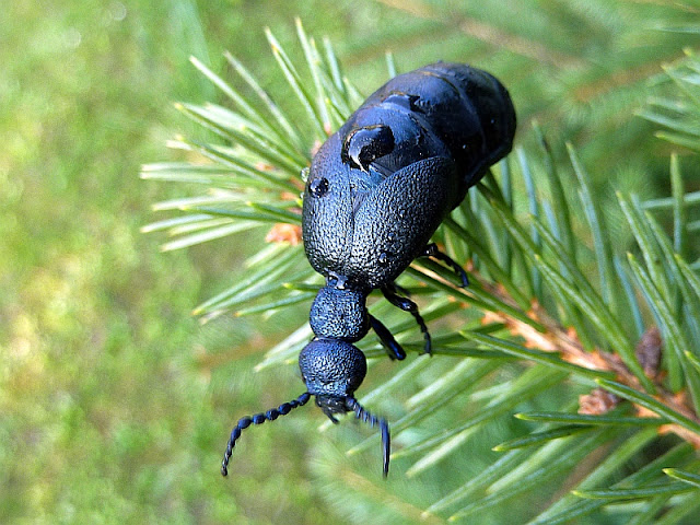 Violetter Ölkäfer, Meloe violaceus