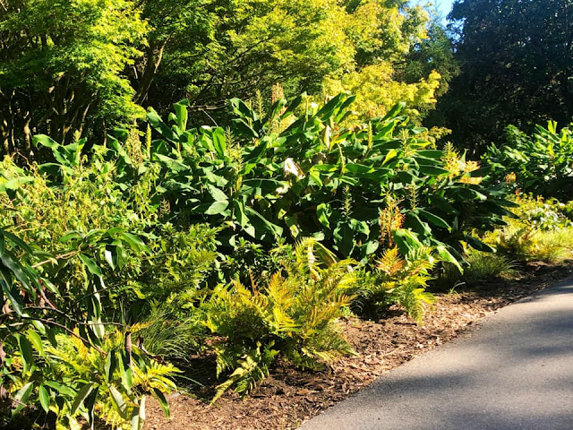 Visite du jardin botanique de San Francisco