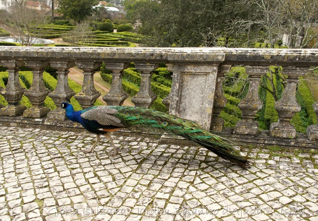 Glória Ishizaka - Jardim Botânico Ajuda - 76