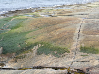 Algues diverses de la côte nord du fleuve Saint Laurent