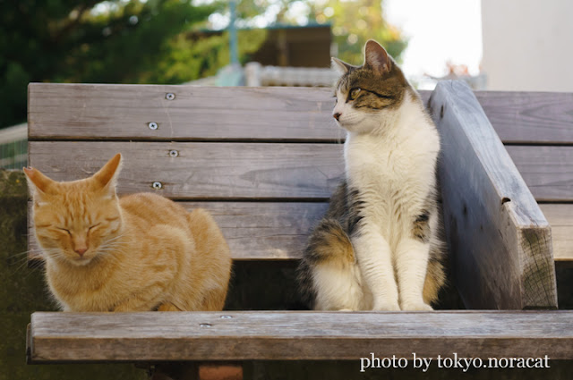 猫の写真