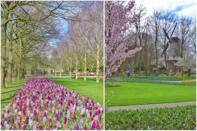 Cuadros de flores en el parque floral Keukenhof – Molino y jardines en Keukenhof