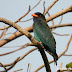 Bird Watching at East Coast Cycling Road