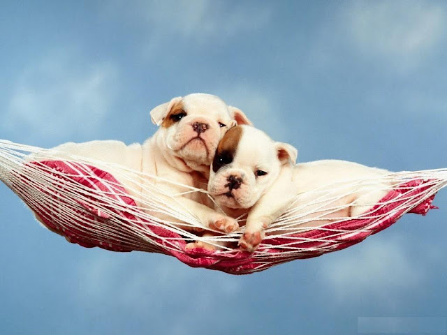  Puppies-Wallpaper-102