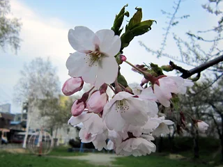 枝先の桜