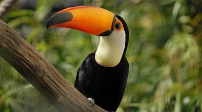 Toucan bird