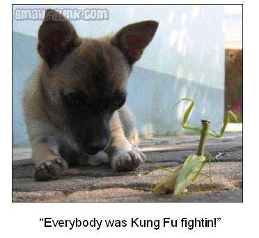 everybody was Kung Fu Fightin