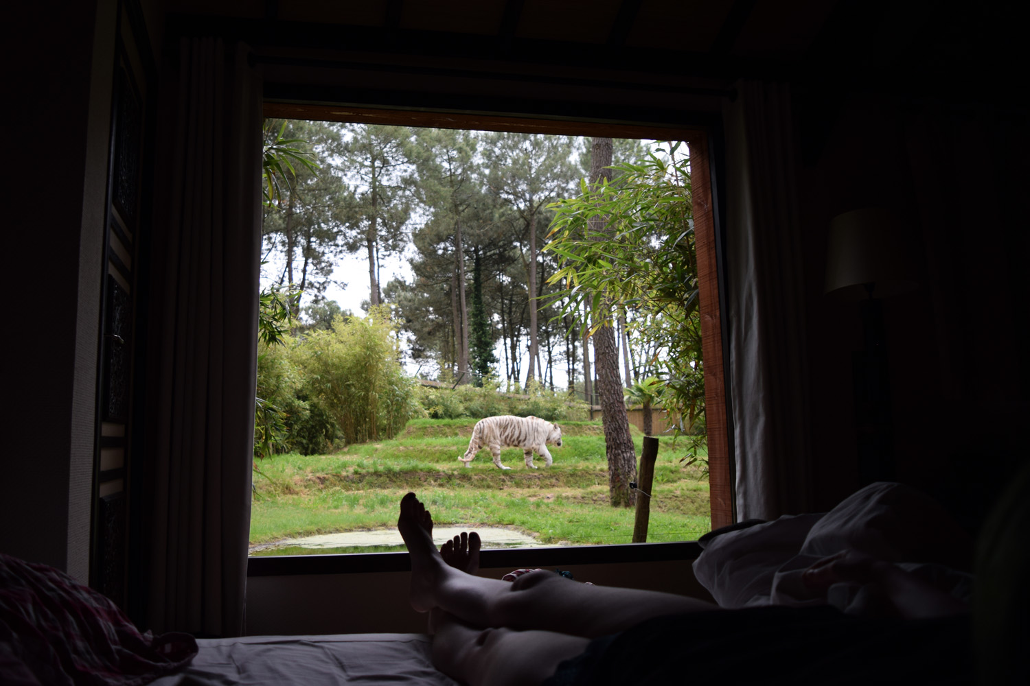 Dormir avec les tigres blancs du zoo de la Flèche, au Safari Lodge