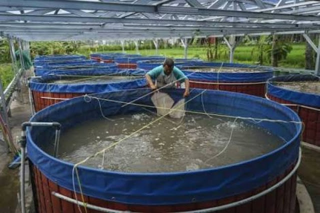 Penerapan teknologi bioflok pada perikanan di Indonesia